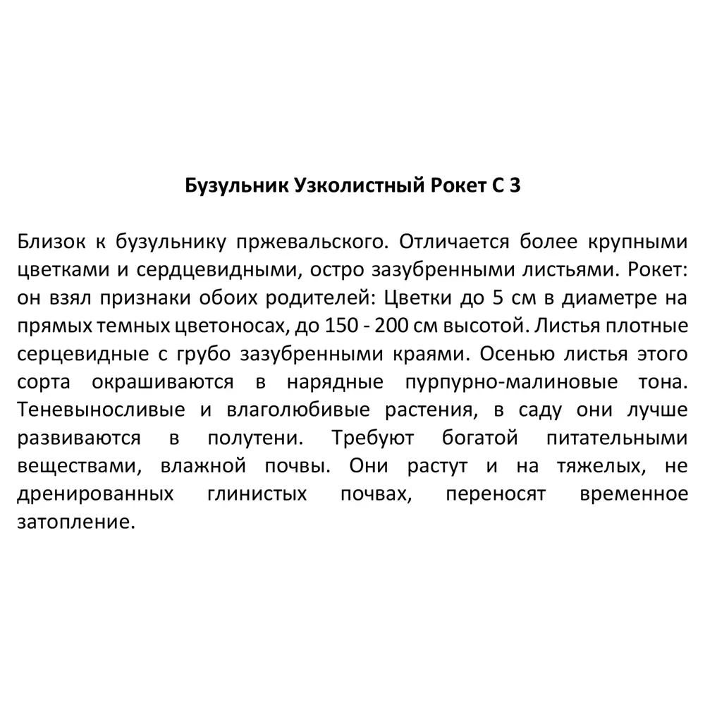 Бузульник узколистый Рокет ø14 h50 см 85324881 STLM-2062851 Santreyd  - Вид №2