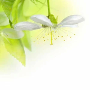 WP00685 Фотообои Verol Фотообои decoline 1х1 м