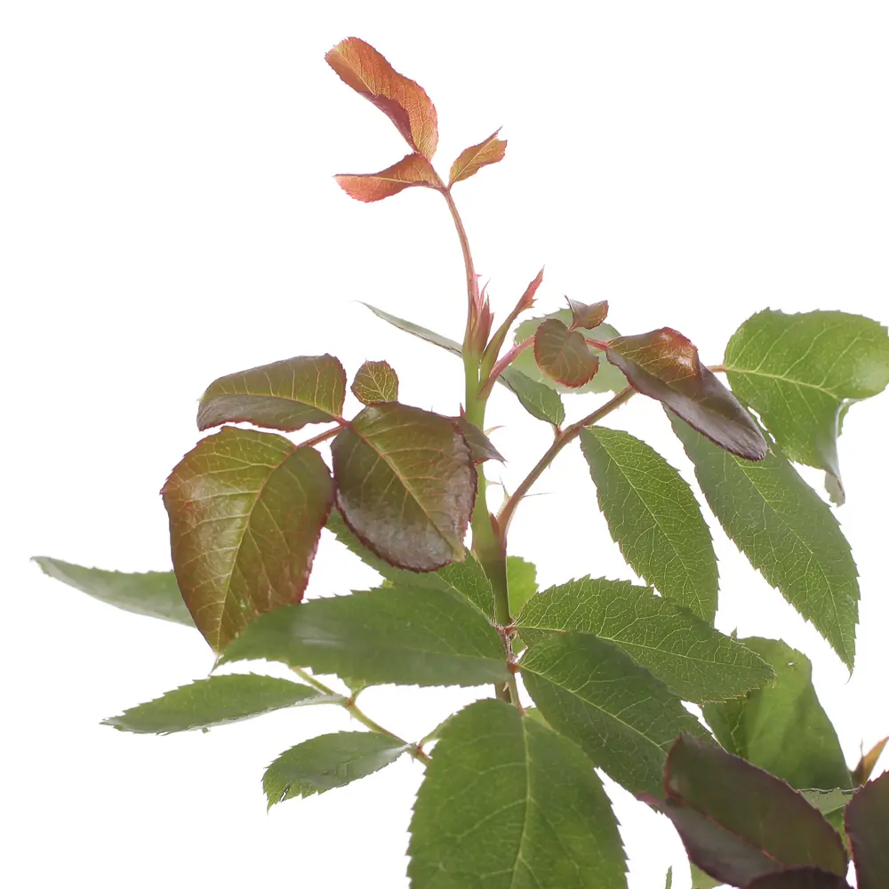 Роза чайно-гибридная «Керио» С2, цвет жёлтый 81969319 STLM-2062302 PLANTMARKET  - Вид №1