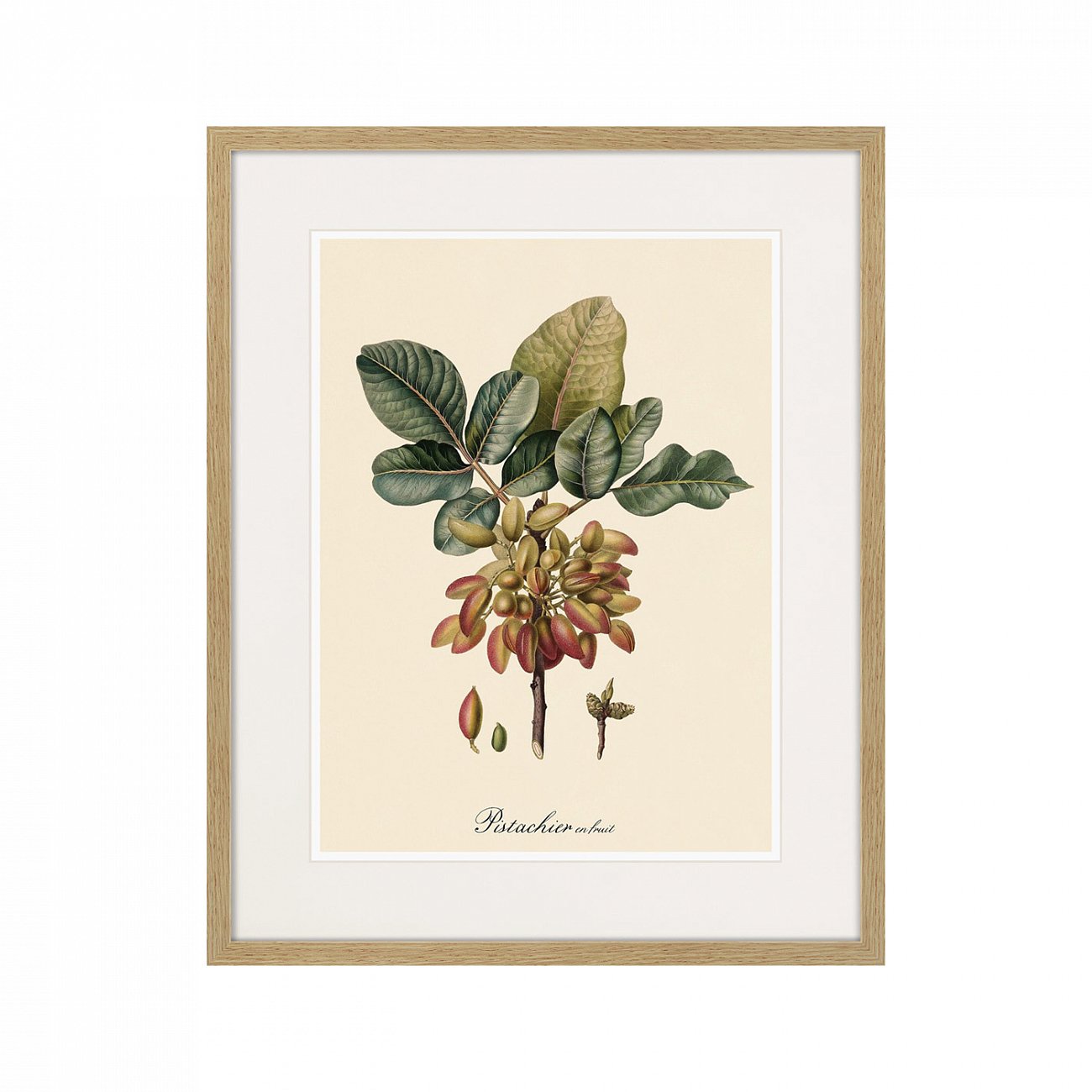 Картина в раме 52х42 см Juicy fruit lithography №8, 1870г. КАРТИНЫ В КВАРТИРУ  264430 Бежевый;зеленый;разноцветный  - Вид №1