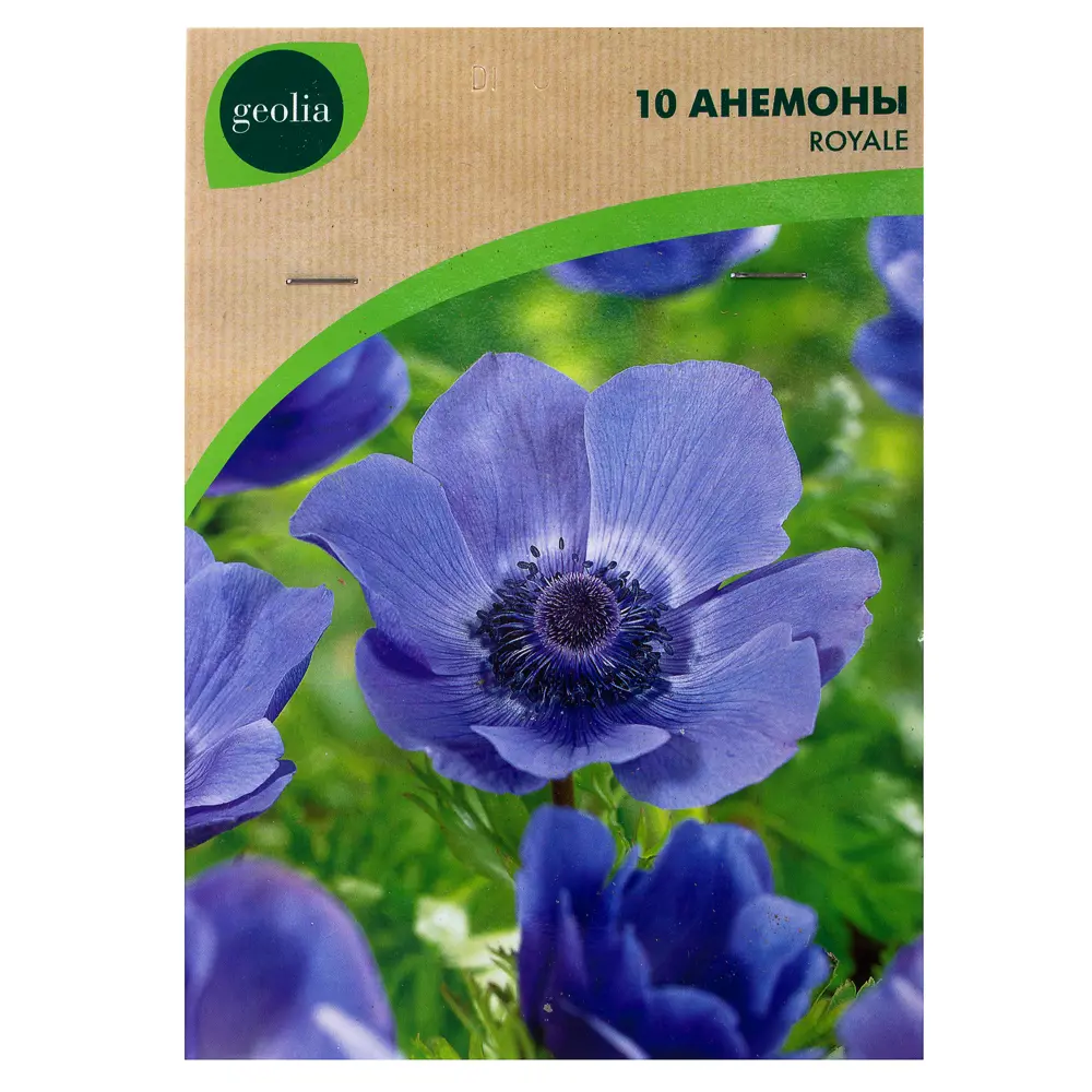 Анемона Geolia «Royale», 5х6 см 15548651 STLM-2124961 