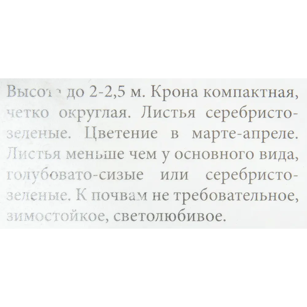 Ива пурпурная «Нана» h50 см в горшке 82540077 STLM-2131444 Santreyd  - Вид №1