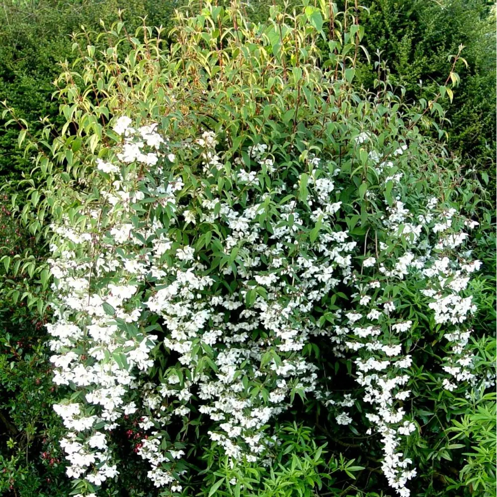 Чубушник гибридный Земляничный ø15 h20 см 89465463 STLM-2128795 PLANTMARKET 