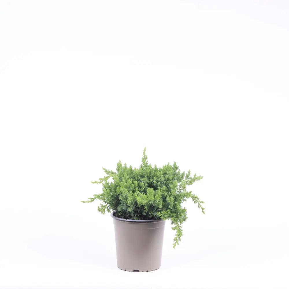 Можжевельник Прокумбенс Нана - хвойный многолетник для сада 89439883 Santreyd STLM-1581158