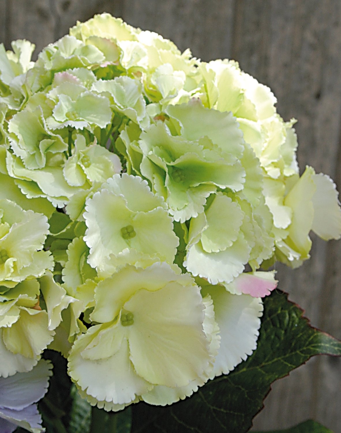 9811 788 a3 Шелковая гортензия, 70 см, бежево-зеленая H-andreas 