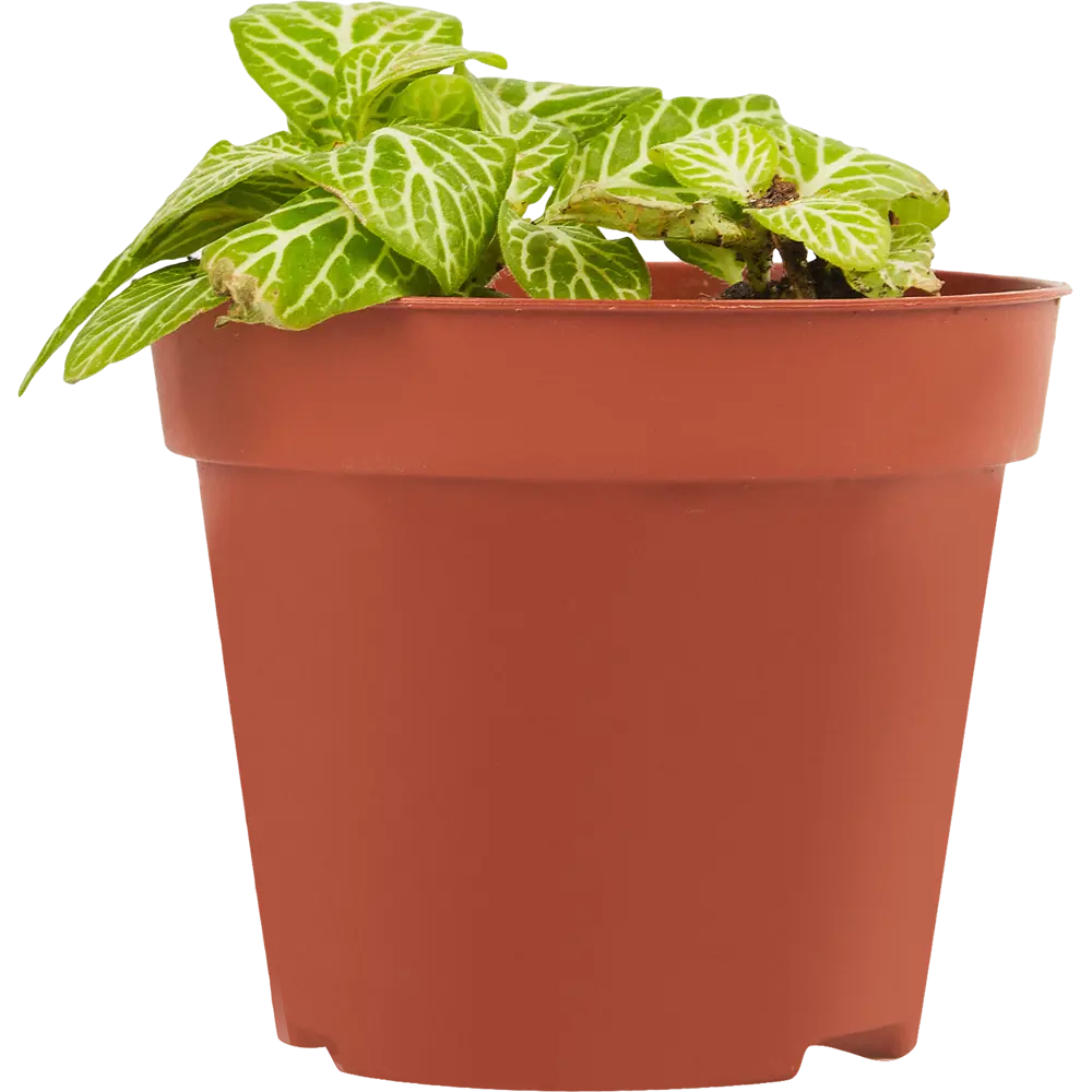 Фиттония микс Santreyd - комнатное растение с декоративными листьями 85324865 STLM-0061477