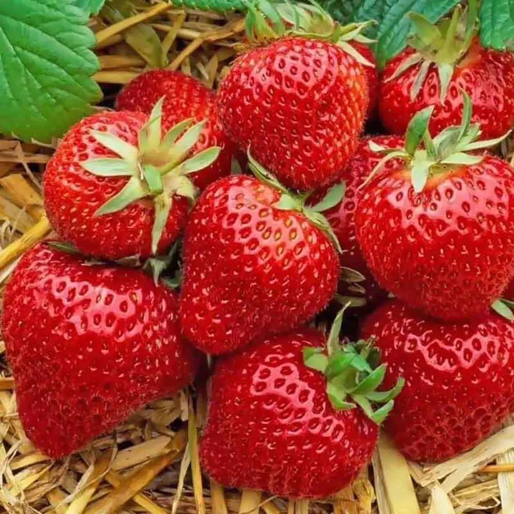 Земляника садовая Эльсанта 89465475 STLM-2071329 PLANTMARKET 