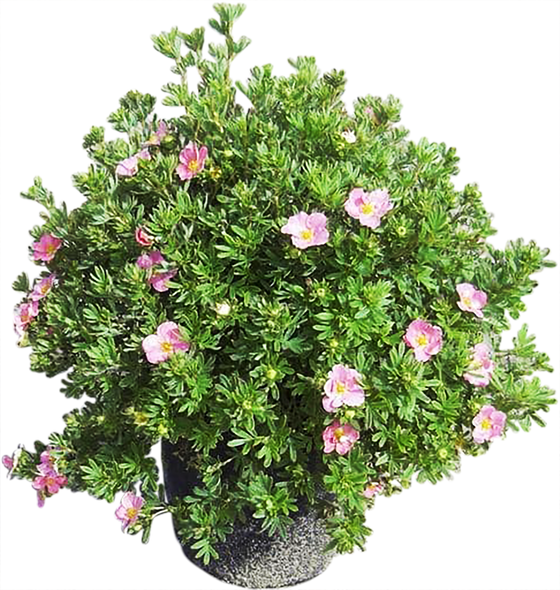 Лапчатка Lovely Pink Santreyd - розовоцветущий кустарник для сада 82360400