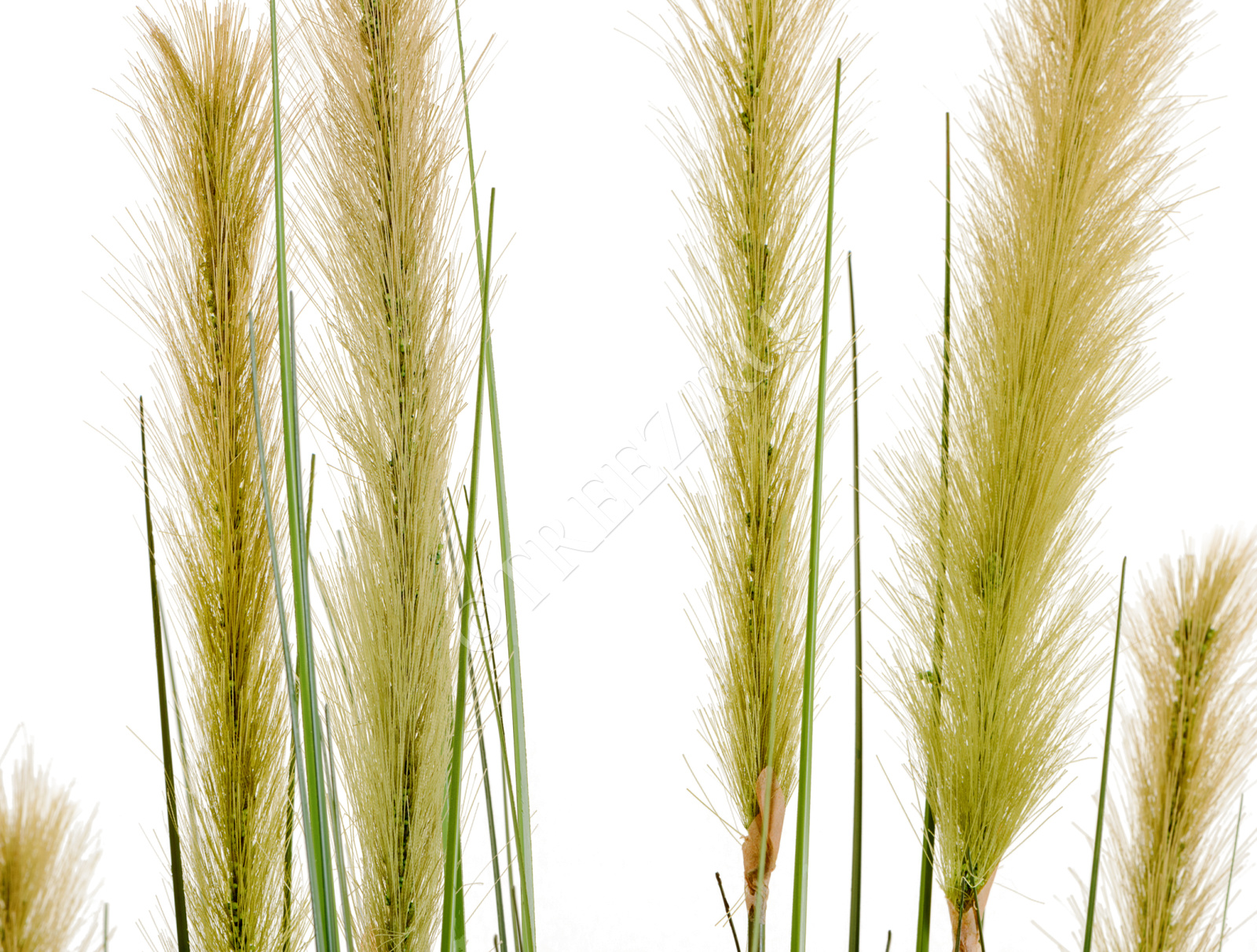 20.1040L-120 Трава Осока Элеганс куст с зелёными султанами Цветочная коллекция  - Вид №4