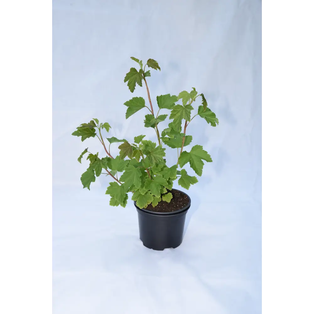 Santreyd Смородина белая микс - саженец для сладкого урожая 85325550 STLM-0061628