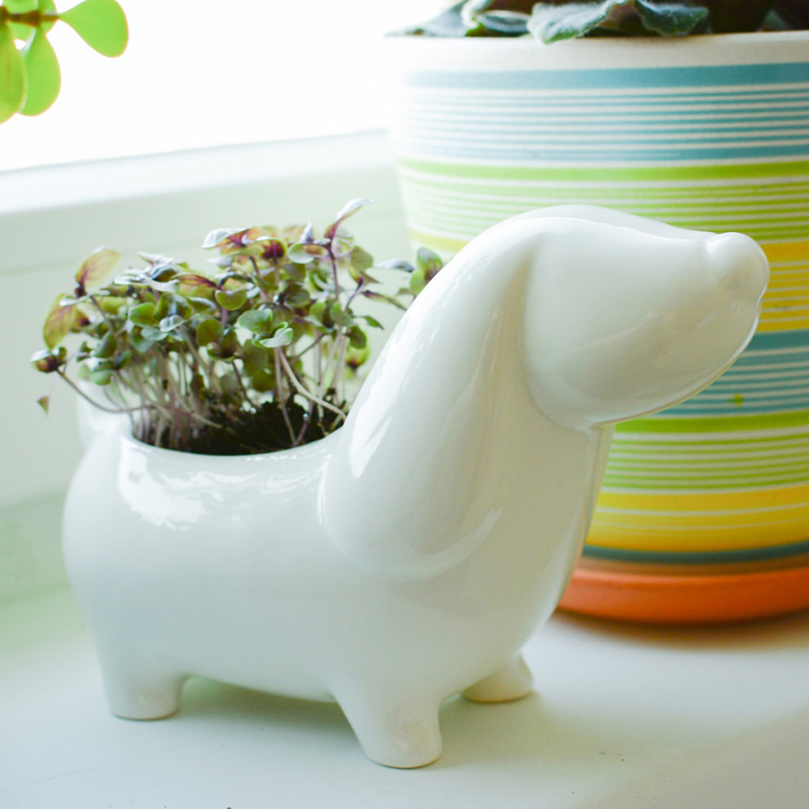 Набор для выращивания Eco Собачка ЭКОЧЕЛОВЕКИ ECS305 - Вид №3