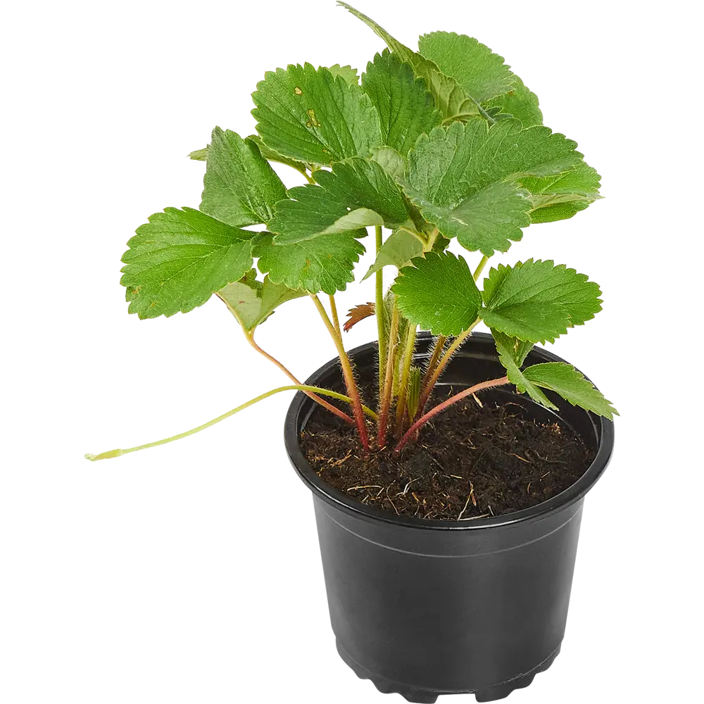 Ранняя земляника микс - саженцы для сада и теплицы 83248466 Santreyd STLM-1582867