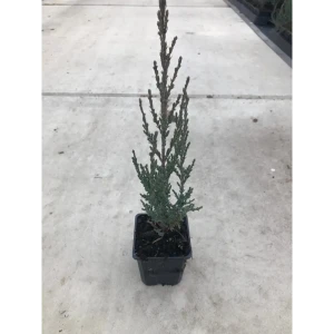 Santreyd Можжевельник скальный Блю Арроу - стройная хвойная колонна для сада 89363741