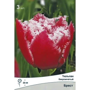Тюльпан бахромчатый Брест от ПОИСК - розовые махровые цветы с бахромой 89381336