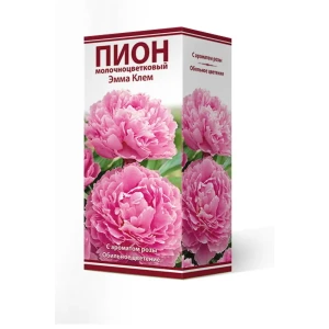 Пион молочноцветковый травянистый Эмма Клем 2/3 89381554 STLM-2029531