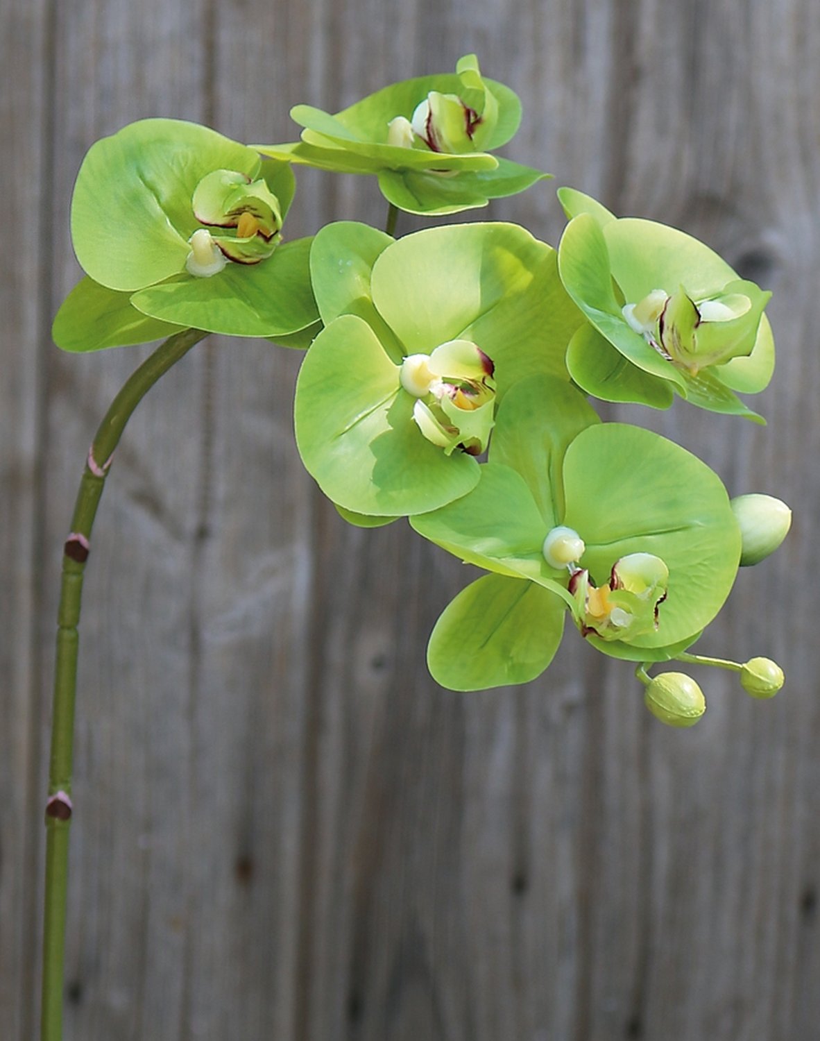 2843 883 a3 Искусственная орхидея Phalaenopsis, 64см, real touch soft, зеленая H-andreas 