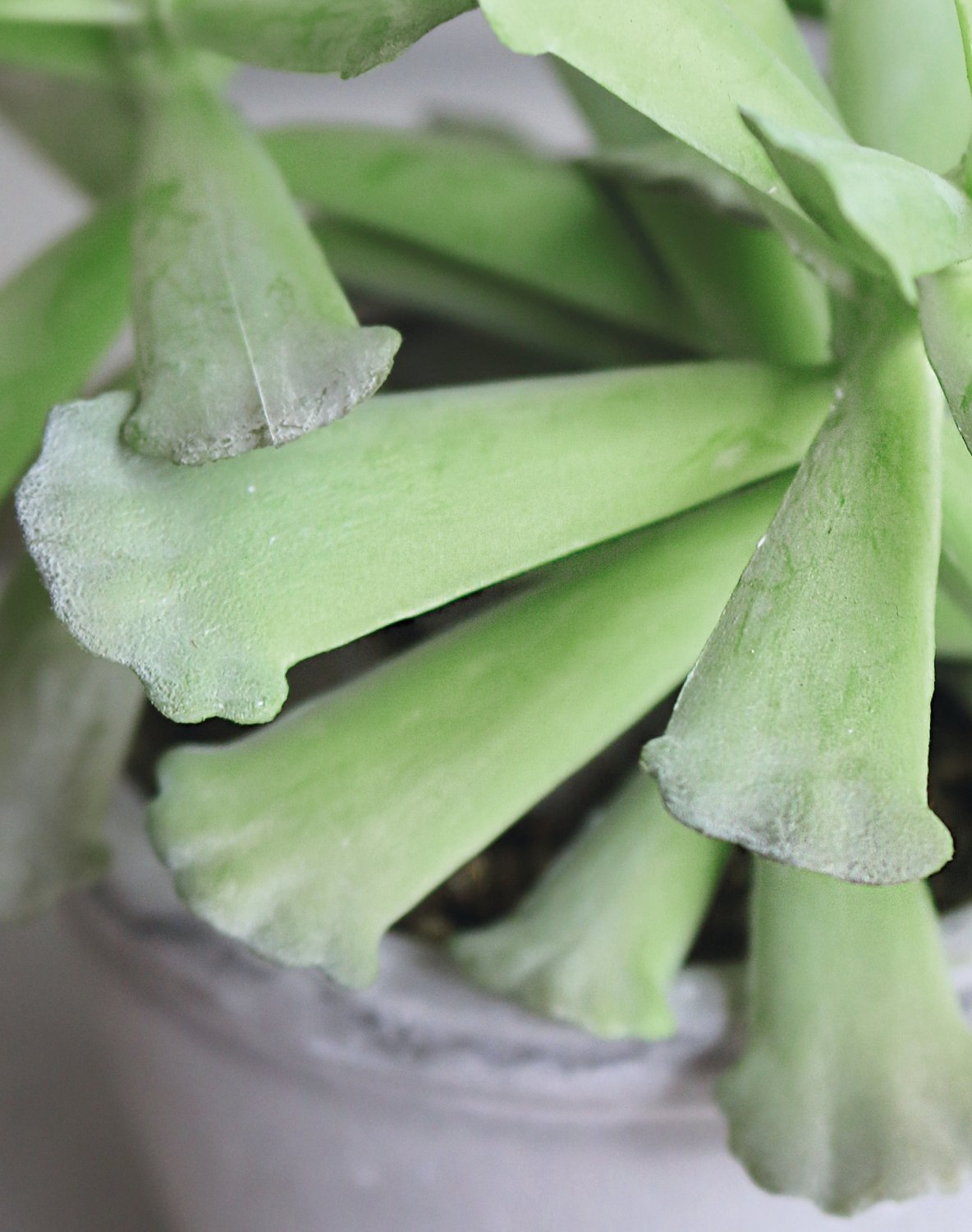 6101 883 a3 Искусственный суккулент, горшок, 18 см, зеленый H-andreas  - Вид №2