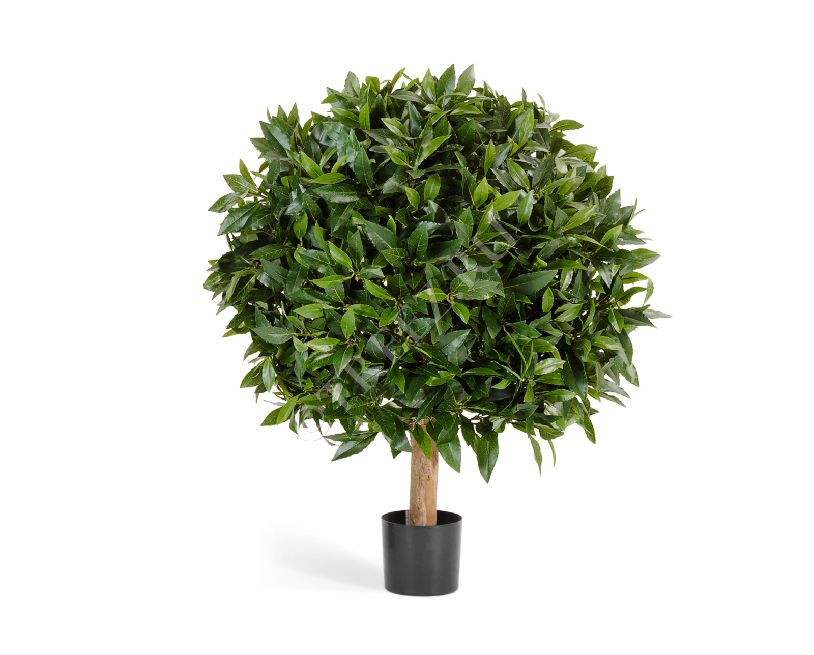 10.41201N Лавр круглый на низком стволе Цветочная коллекция 