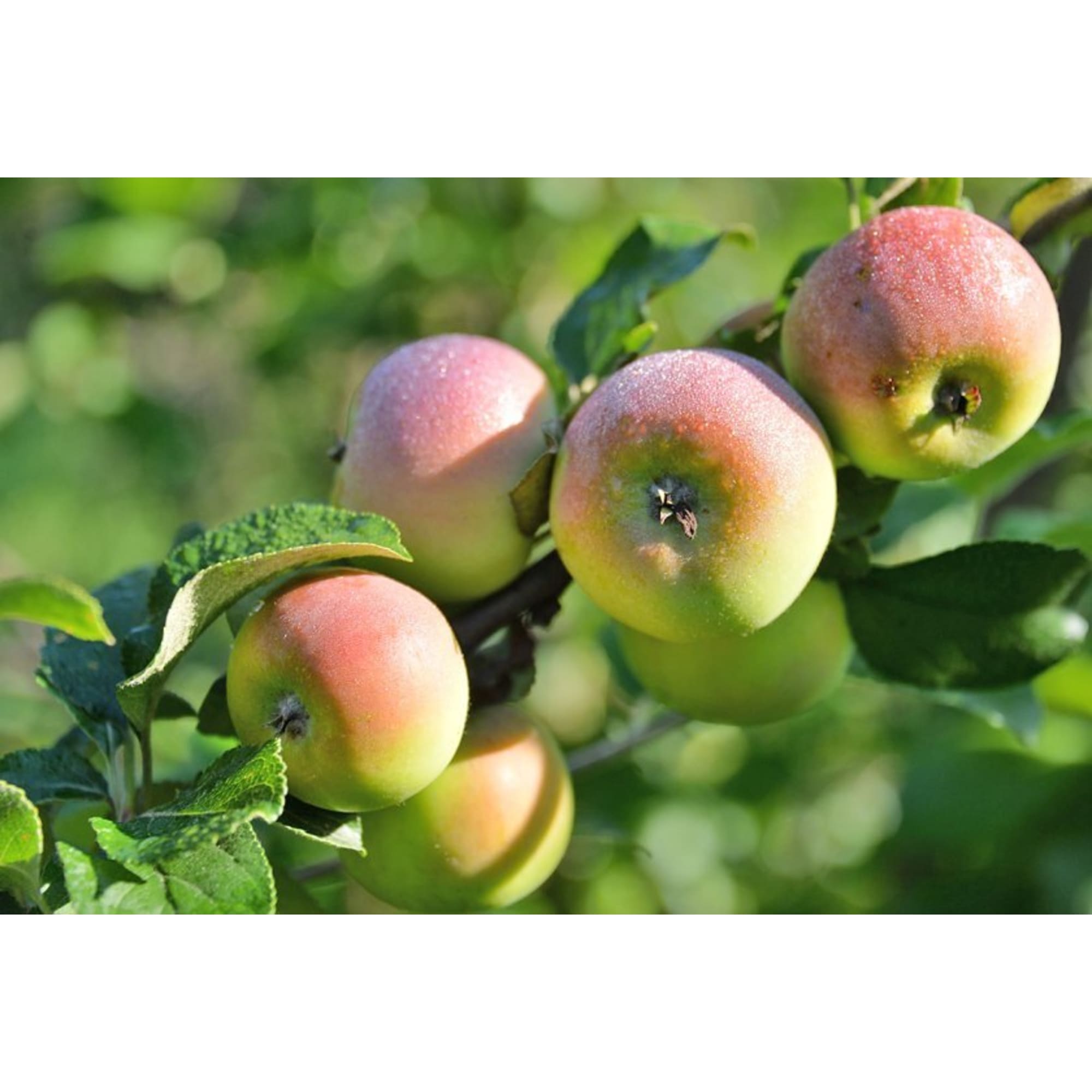 82601712 Яблоня домашняя «Свежесть» 3-5 л высота 100-180 см Santreyd  - Вид №3