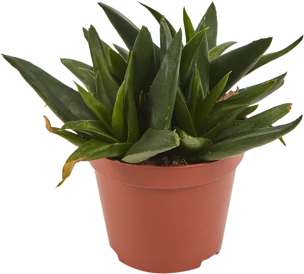 Santreyd Хавортия - суккулент для современного интерьера 82580126