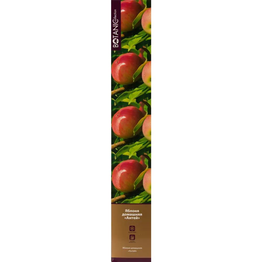 Яблоня Антей в тубе 82539583 STLM-2205531 BOTANIC COLLECTION 