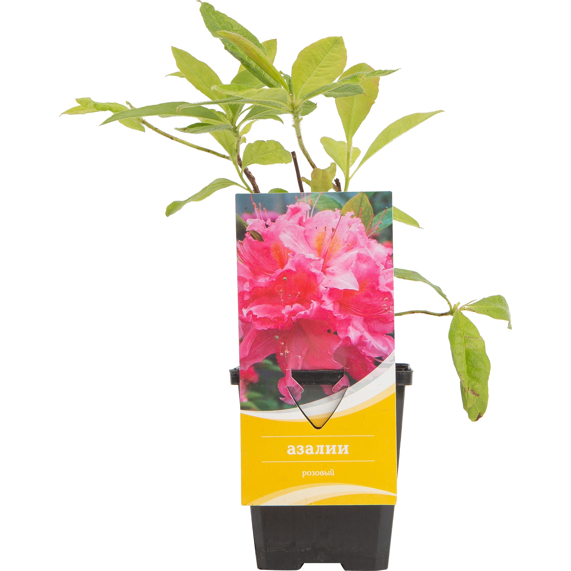 82601860 Азалия «Нэп-Хилл Суар Де Пари» 9x40 см Santreyd 