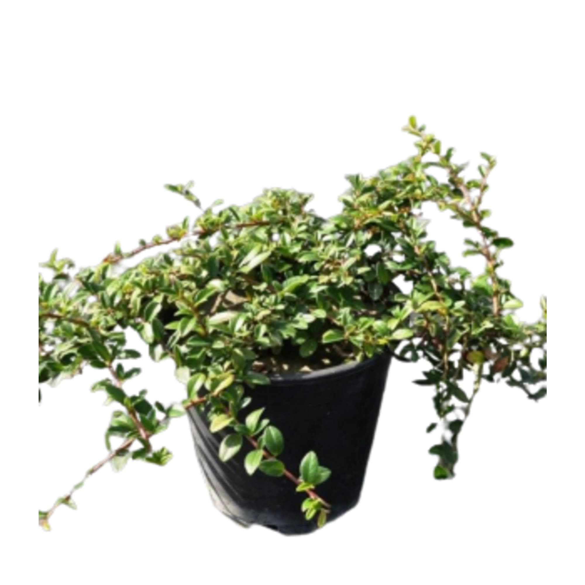 84872974 Кизильник Блестящий h40 см Santreyd 