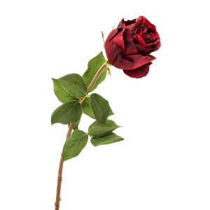 213743-69 ABHIKA РОЗА БОМБА. RAMO AMETHYST