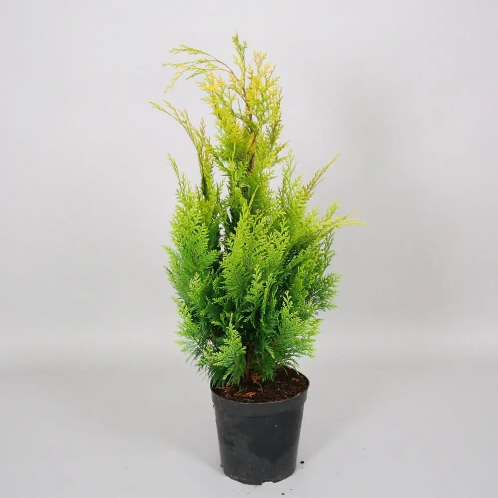Кипарисовик Лавсона Ивонне ø11 h20 - 22 см 87691132 STLM-2148722 PLANTMARKET 