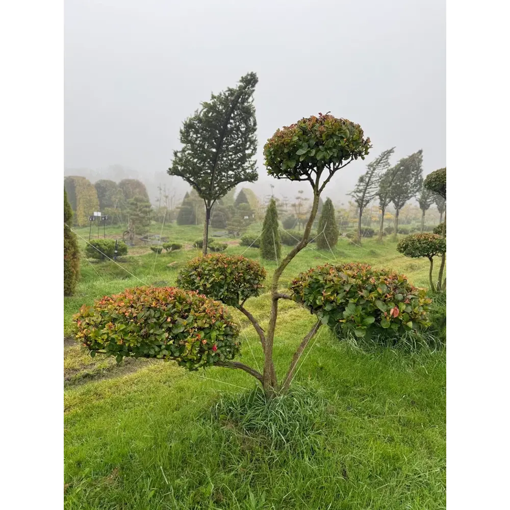 Боярышник Слива Ниваки ø200 - 225 h175 - 200 см Santreyd STLM-2205692