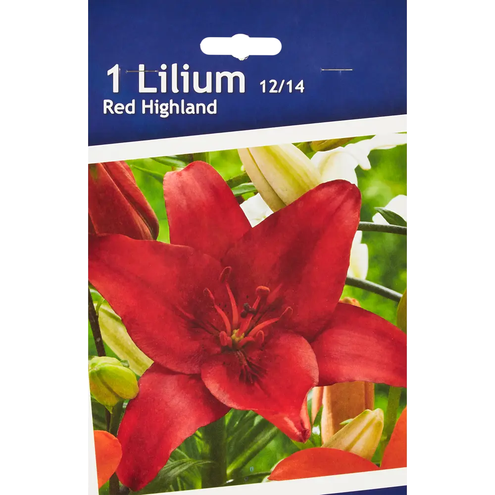 Лилия азиатская Ред Хайленд 86735716 STLM-2177262 Santreyd 