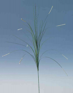 4820 778 a1 Искусственная трава лисохвост, 70 см, бежево-белая H-andreas