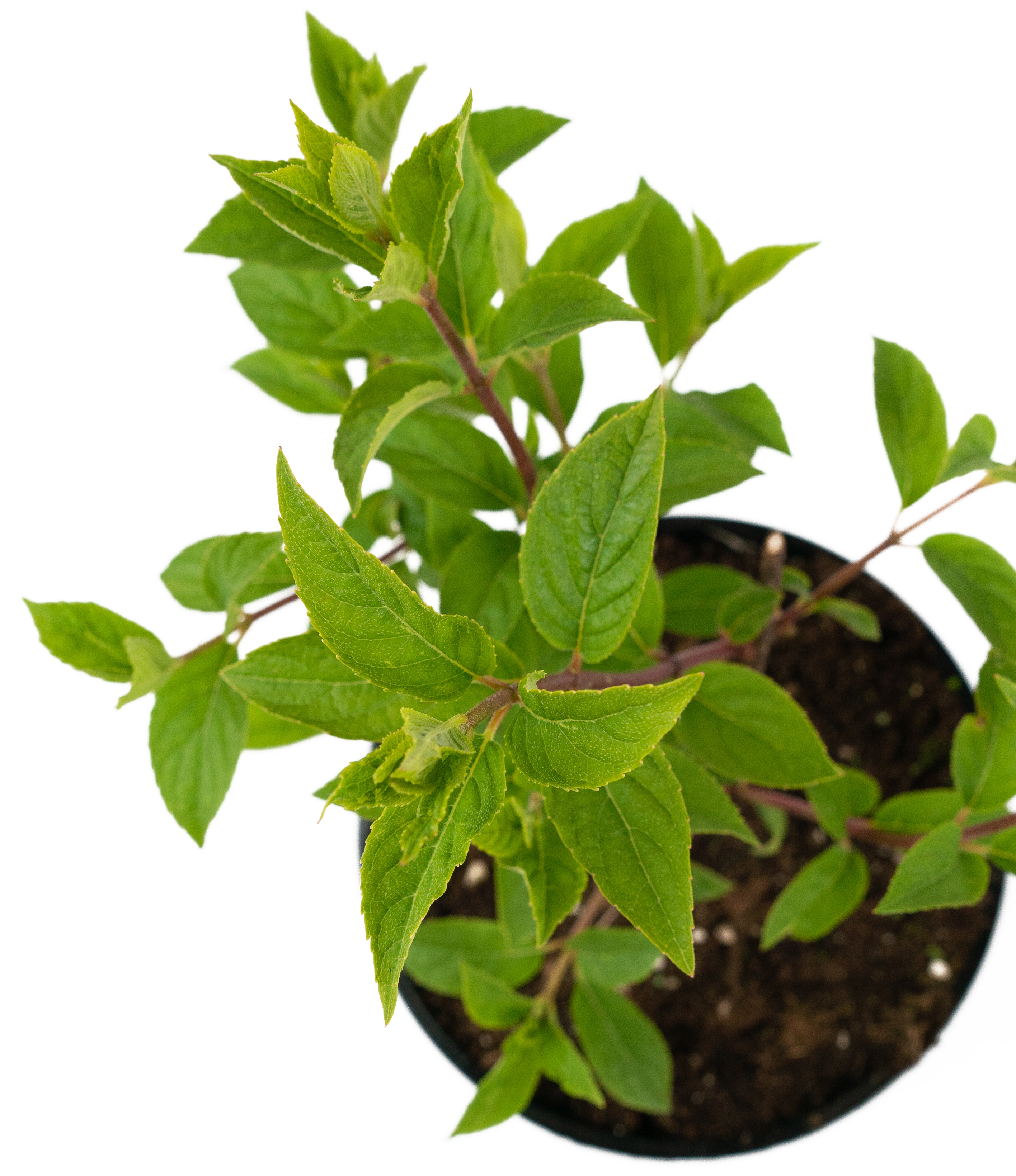 Гортензия метельчатая Vanille Fraise - саженец цветущего растения 84841601 Santreyd STLM-0055902 - Вид №3