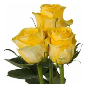 Роза Брайтон 40 см