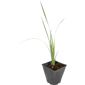 Santreyd Ирис сибирский «Кларет Кап» - фиолетовое цветение для сада 81954816