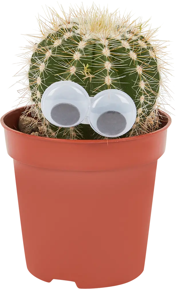 Santreyd Кактус с глазками - неприхотливый суккулент для интерьера 14470935