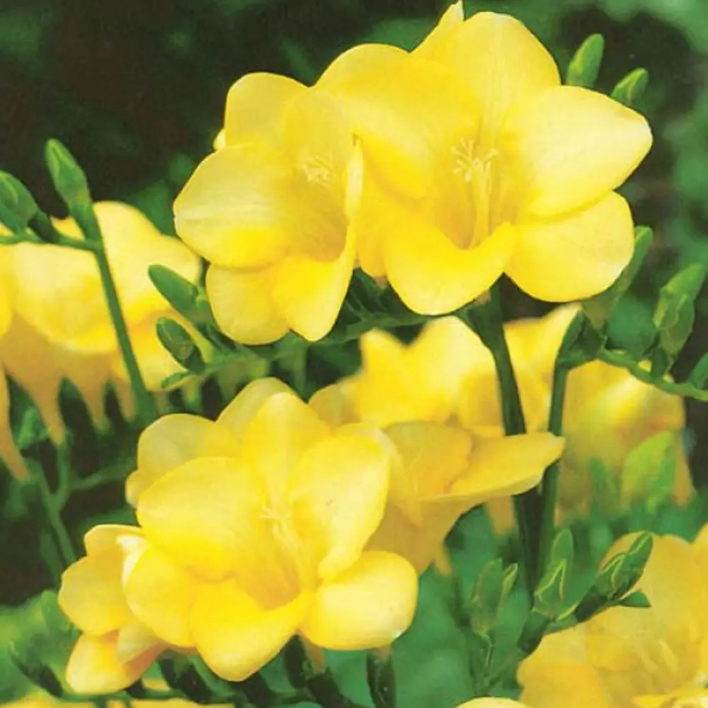Фрезия «Single Yellow», 4х5 см 14375701 STLM-2022961 GEOLIA 