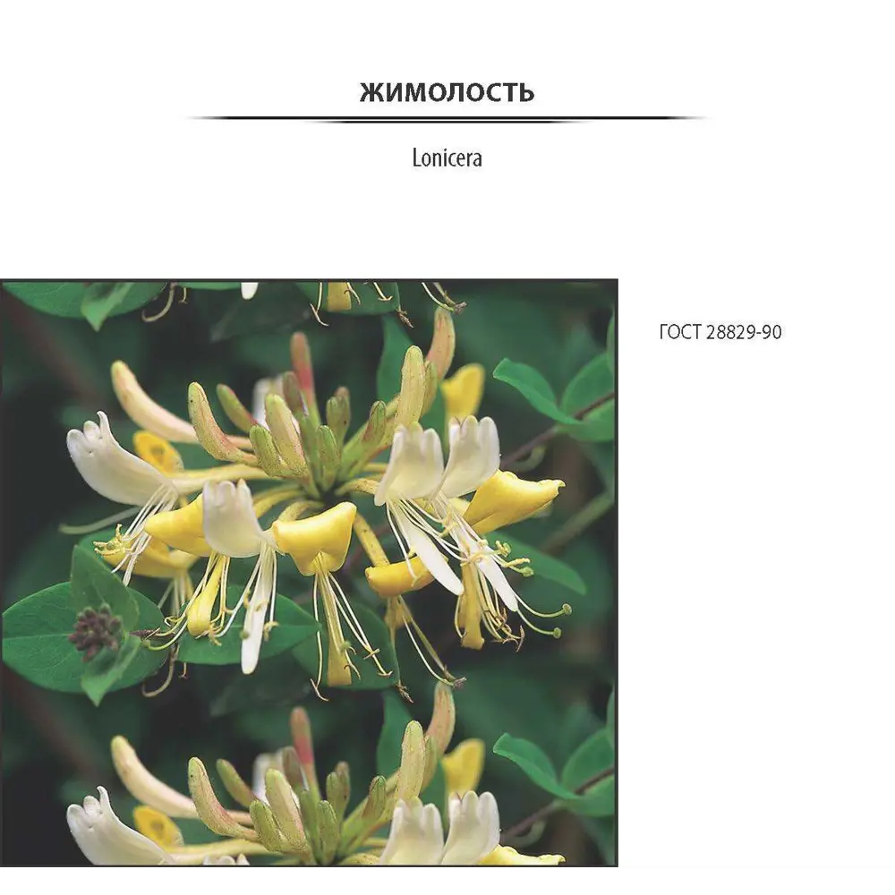 Santreyd Жимолость Нарымская - ранний сорт с сочными ягодами 81969634 STLM-0956072