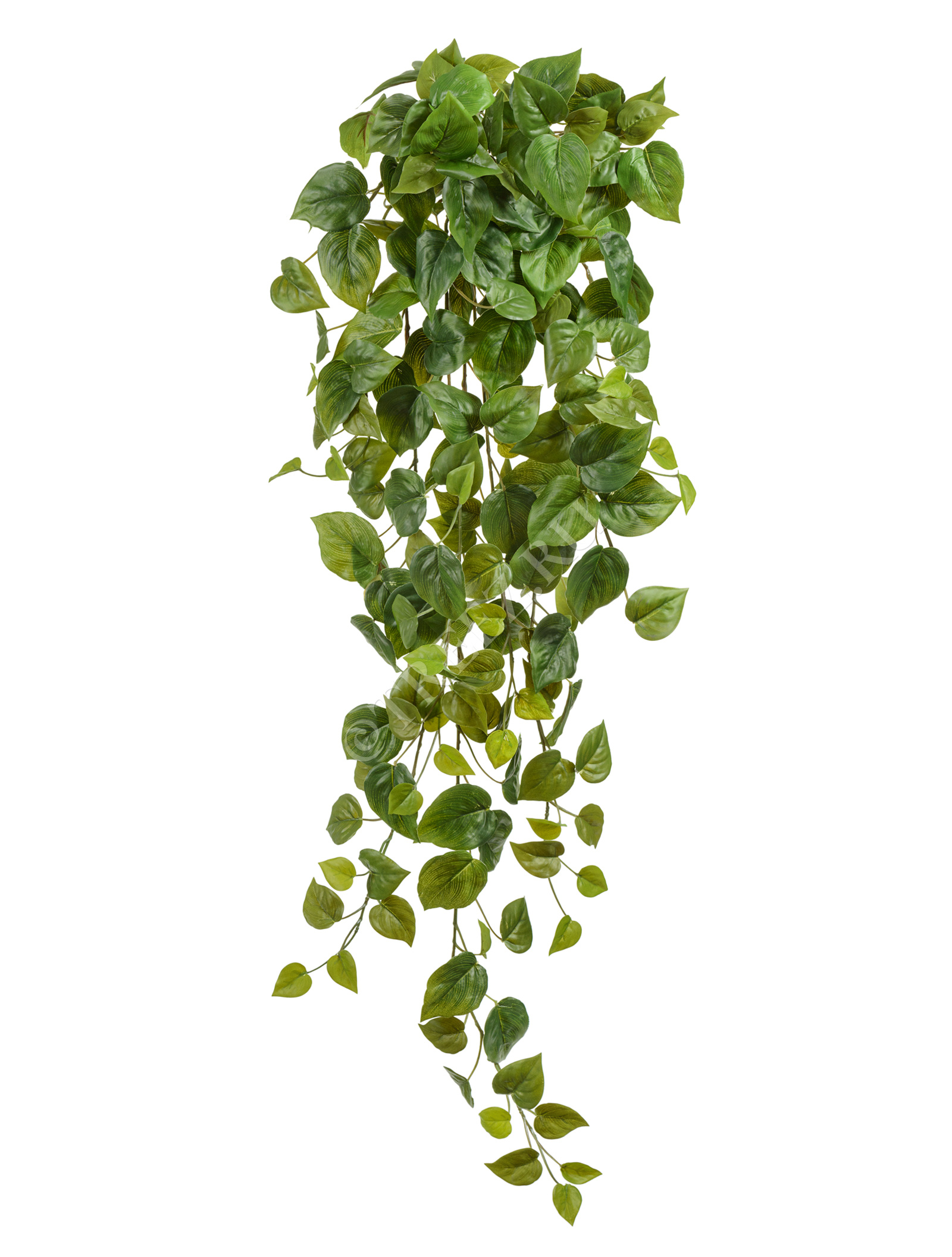 20.05200265N-S Филодендрон Сканденс ампельный Цветочная коллекция  - Вид №2