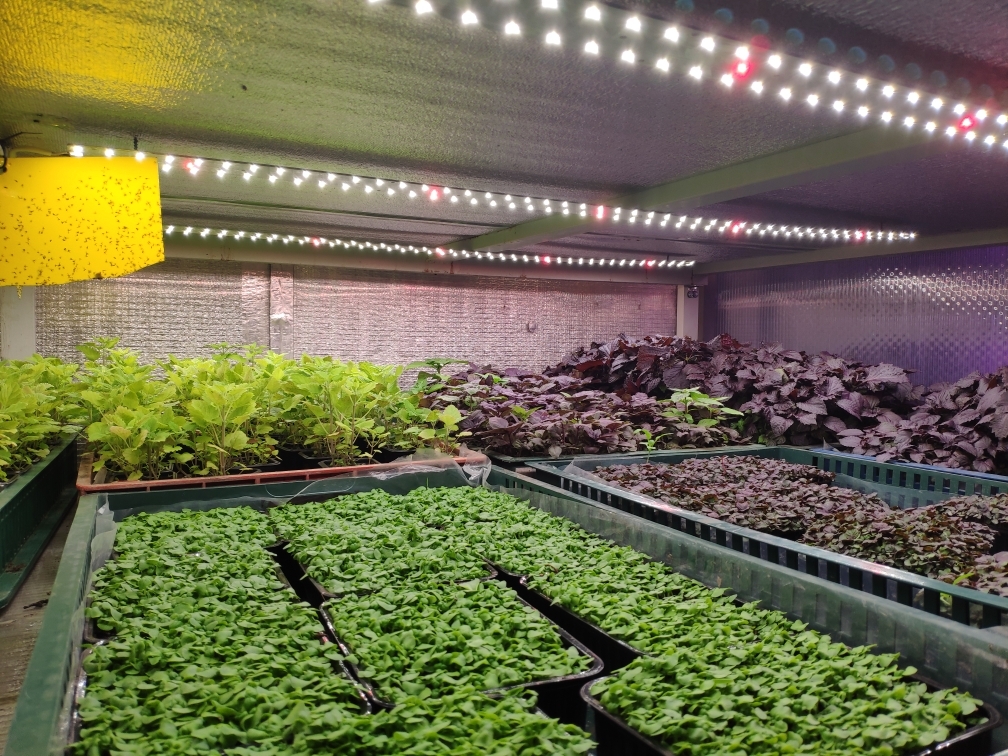 3326 2.7.с Комфорт 5000K - Рассада, Зелень, Микрозелень. Длина 90 см LAB.Space  - Вид №8