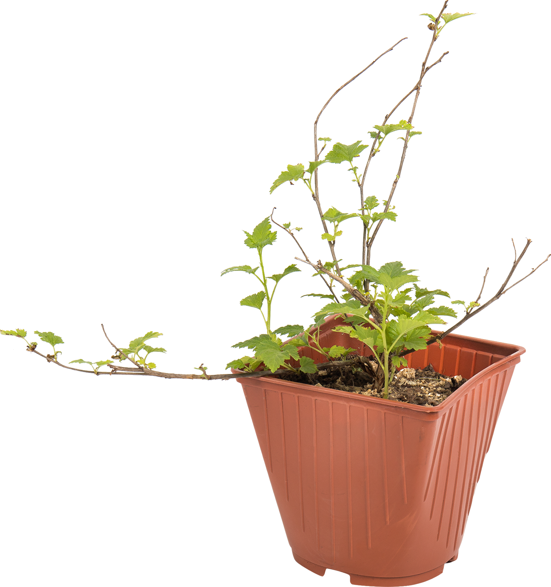 Пузыреплодник Нуггет Santreyd - декоративный кустарник для живых изгородей 82595253 STLM-0030957