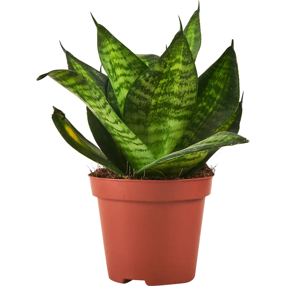 Сансевиерия Хахна Грин от Santreyd — изящный тещин язык для вашего интерьера 87959852 STLM-0959327