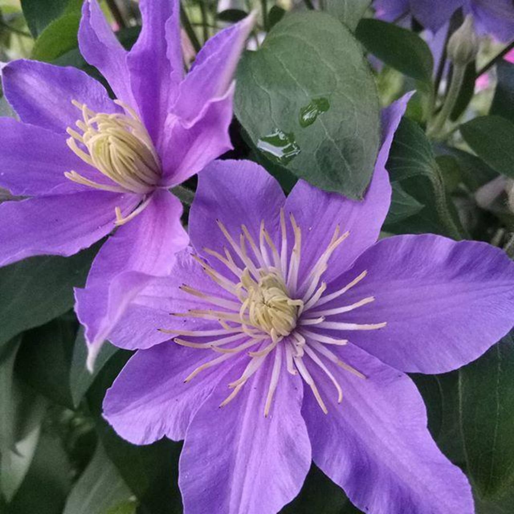 82585313 Клематис крупноцветковый «Юста» 17x40 см Santreyd  - Вид №1