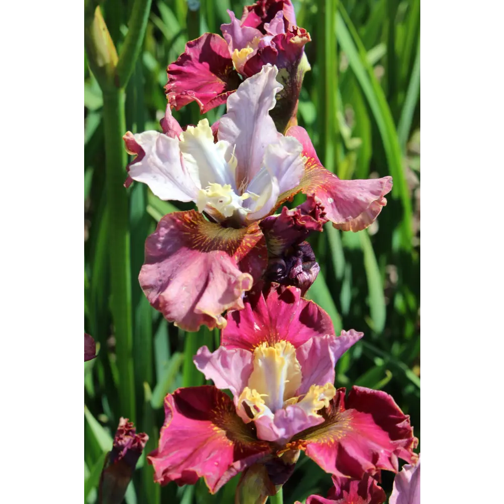 Ирис сибирский Черри Флинг 2 шт. 83628514 STLM-2156164 BLOOMING LIFE 