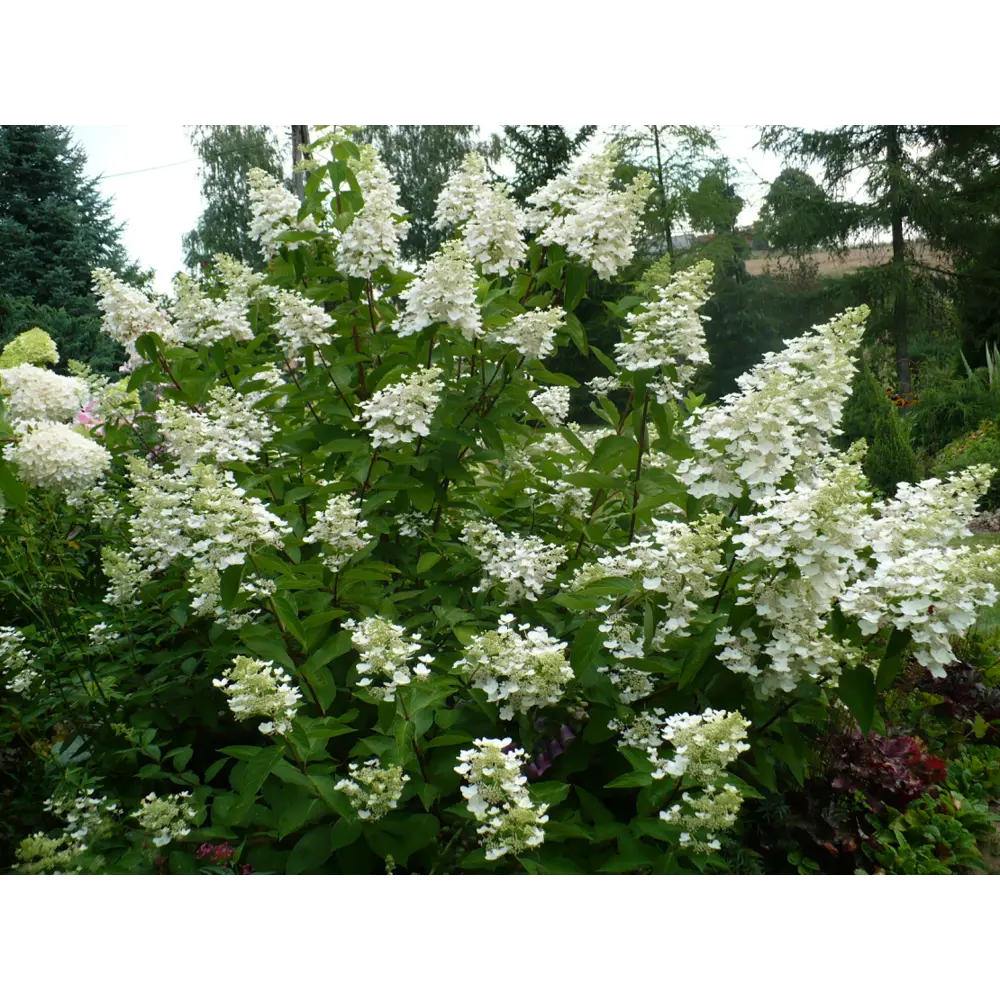 Гортензия метельчатая Юник ø15 h35 см PLANTMARKET STLM-2009334