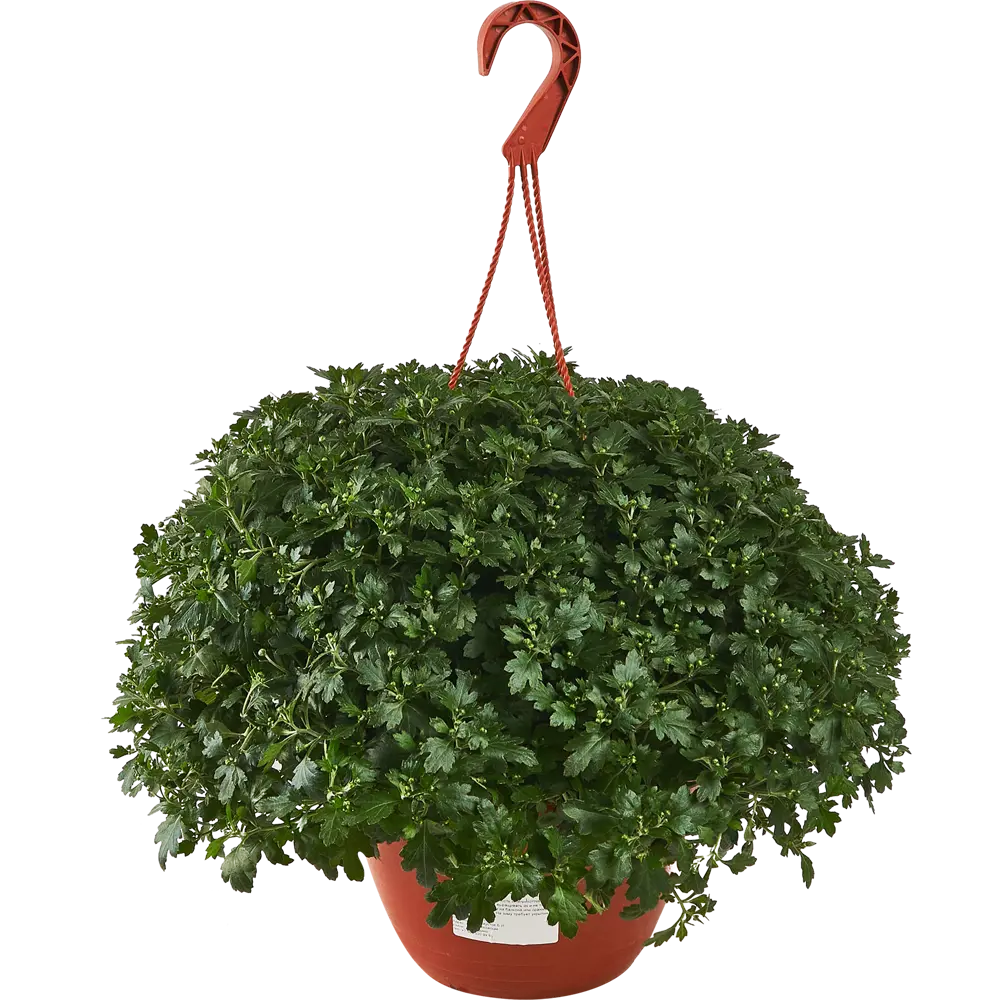 Santreyd Хризантема микс - многолетнее комнатное растение для дома 82720460 STLM-0034778