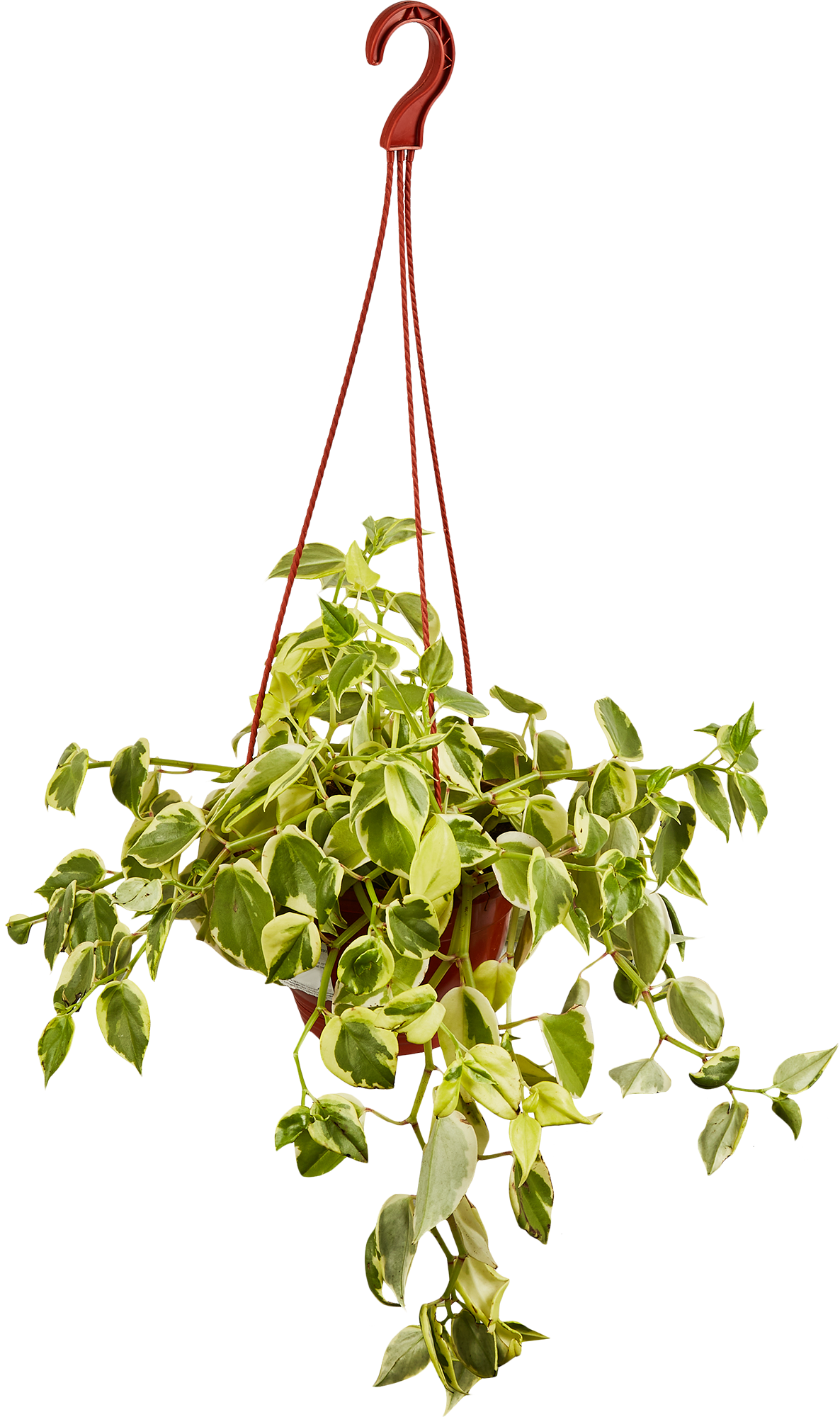 Пеперомия Лазящая - декоративное комнатное растение для озеленения интерьера 85535967 Santreyd STLM-0063573 - Вид №1