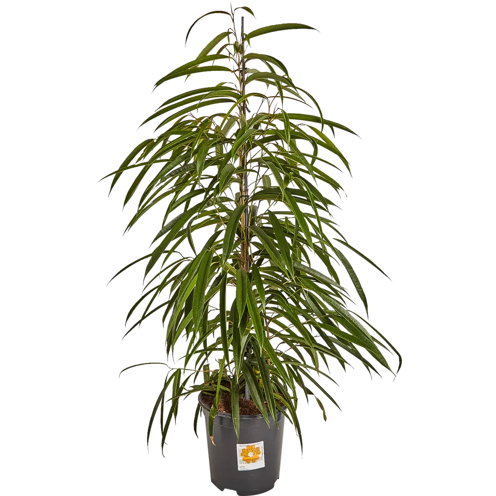 Santreyd Фикус Бенджамина Али — изящное дерево для вашего интерьера 82877337 STLM-0950724