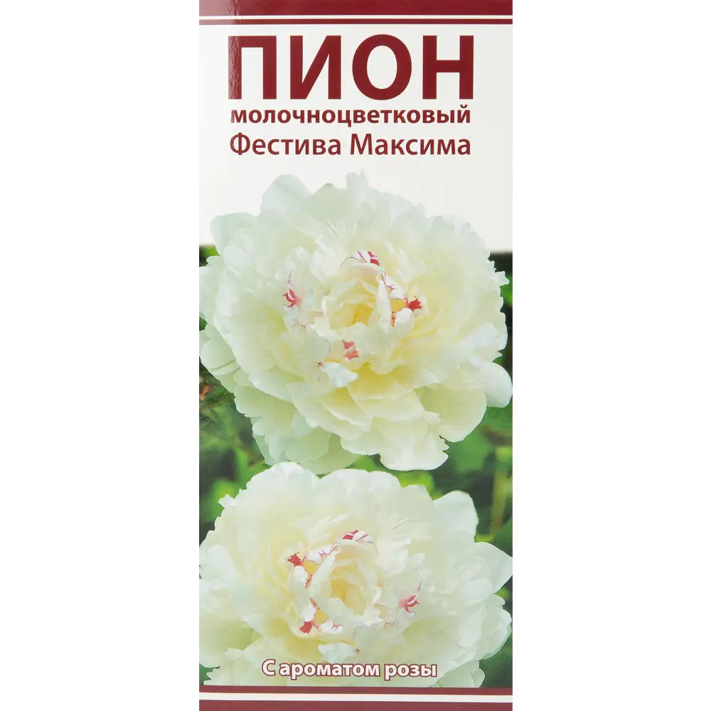 Пион молочноцветковый Фестива максима разбор 2-3 88294988 STLM-2210700 Santreyd 