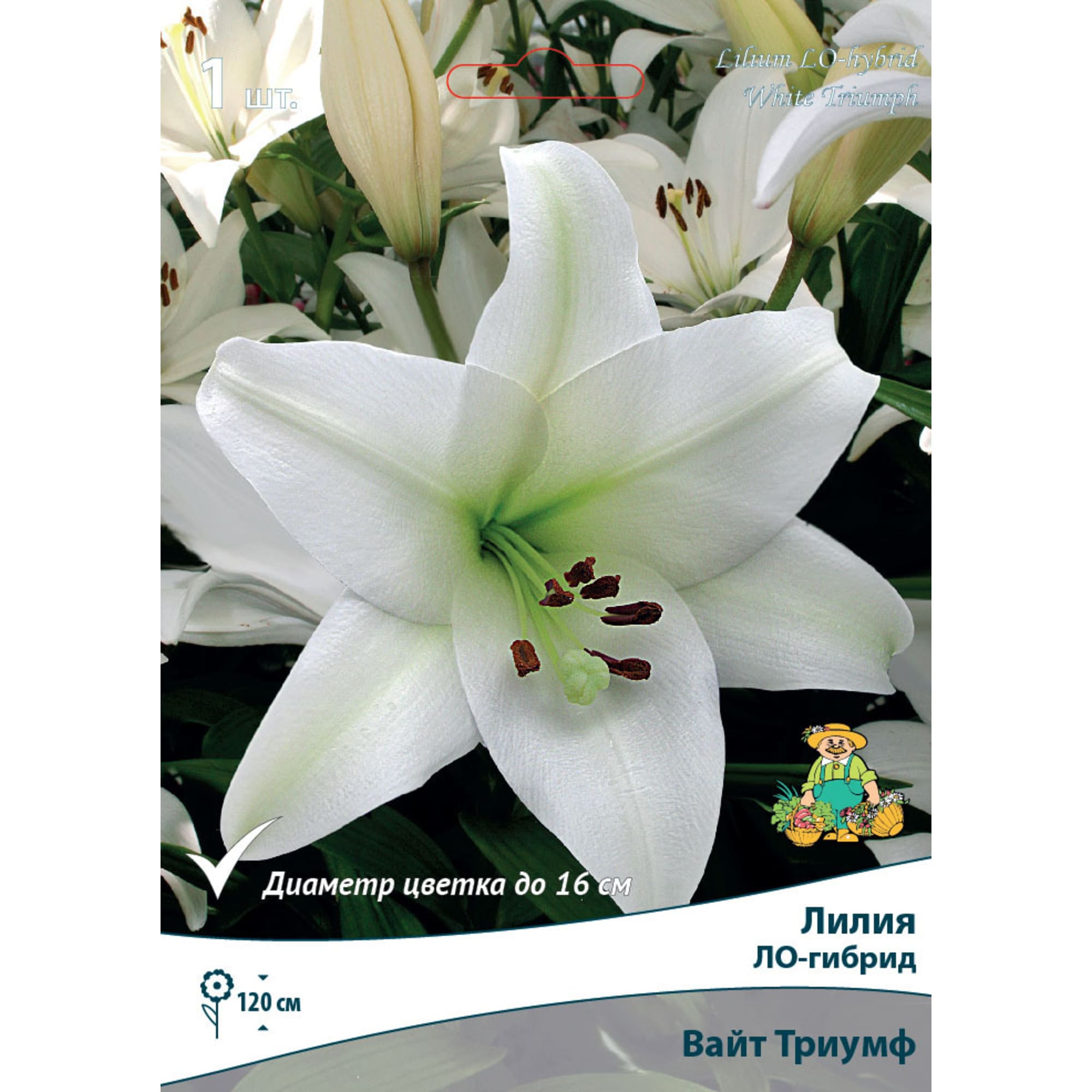 83597423 Лилия ЛО-гибрид Вайт Триумф луковица 12/14 Santreyd 